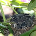 5 - Nest getting crowded by May 21